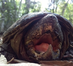 Claudius angustatus