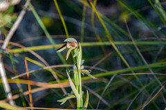 Lyperanthus serratus
