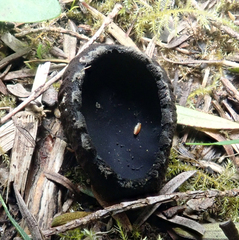 Plectania rhytidia