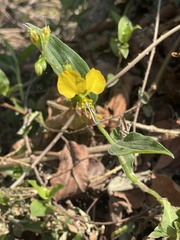 Aneilema aequinoctiale