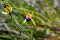 Caladenia paludosa