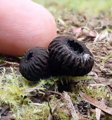 Plectania rhytidia