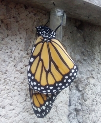 Danaus plexippus plexippus