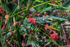 Grevillea brachystylis