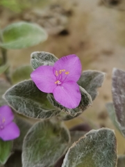 Tradescantia sillamontana