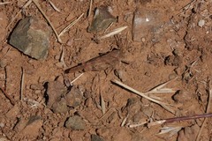 Trimerotropis occidentalis