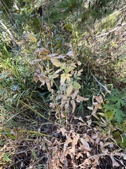 Osmorhiza occidentalis