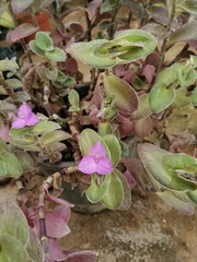 Tradescantia sillamontana