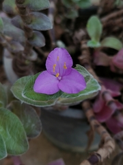 Tradescantia sillamontana