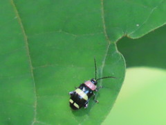 Omophoita