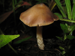 Psilocybe caerulescens