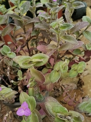 Tradescantia sillamontana