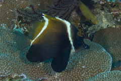 Heniochus varius