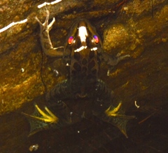 Lithobates magnaocularis