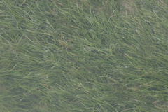 Zannichellia palustris