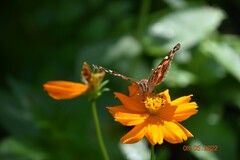Vanessa virginiensis