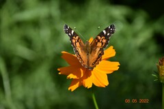 Vanessa virginiensis