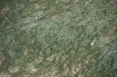 Zannichellia palustris