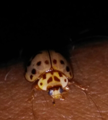 Coccinellinae