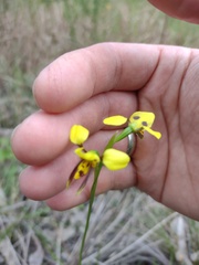 Diuris sulphurea