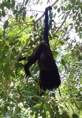 Alouatta pigra