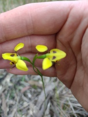 Diuris sulphurea