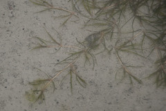 Zannichellia palustris