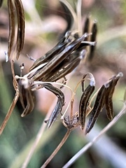 Osmorhiza occidentalis