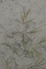 Zannichellia palustris