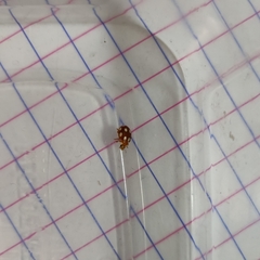 Coccinellinae