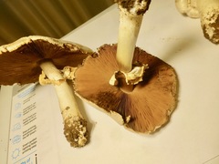 Agaricus campestris
