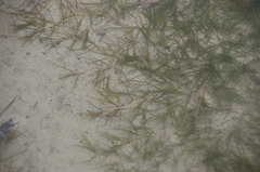 Zannichellia palustris