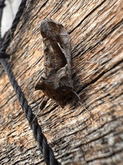 Chrysodeixis subsidens