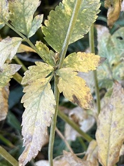 Osmorhiza occidentalis