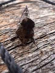 Chrysodeixis subsidens