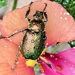 Diphucephala