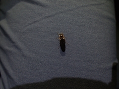 Chiromyzinae