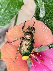 Diphucephala