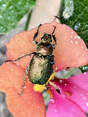 Diphucephala