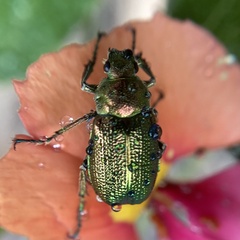 Diphucephala
