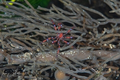 Anoplodactylus evansi