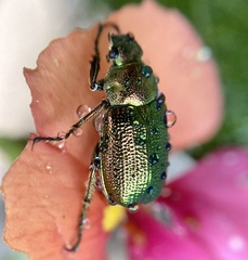 Diphucephala