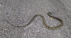 Spilotes pullatus