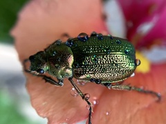 Diphucephala