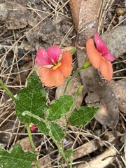 Diphucephala