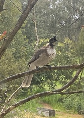 Philemon corniculatus