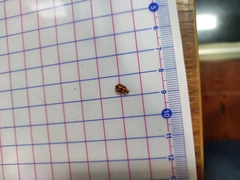 Coccinellinae