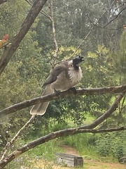 Philemon corniculatus