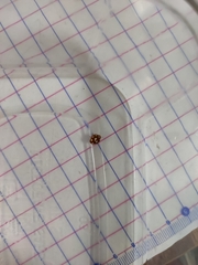 Coccinellinae