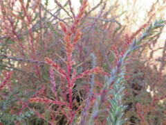Salsola collina